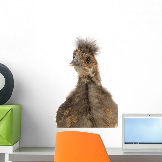 Cute Chinese Silkie Baby