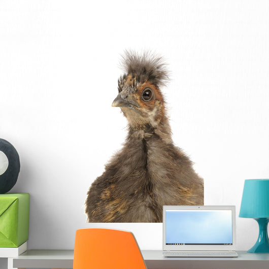 Cute Chinese Silkie Baby