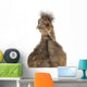 Cute Chinese Silkie Baby