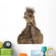 Cute Chinese Silkie Baby