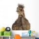 Cute Chinese Silkie Baby