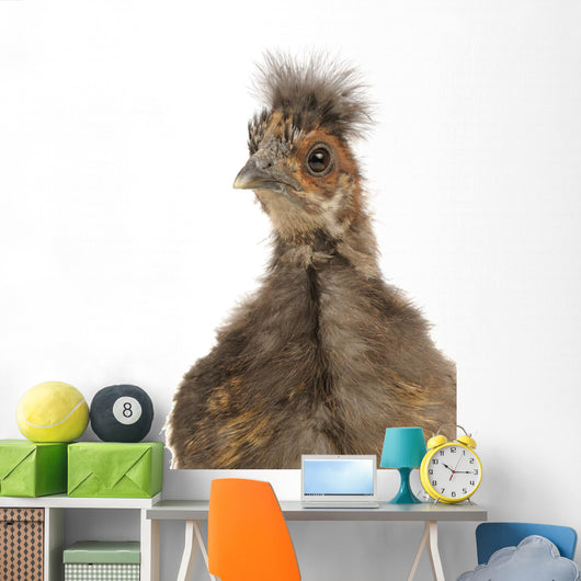 Cute Chinese Silkie Baby