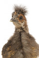 Cute Chinese Silkie Baby