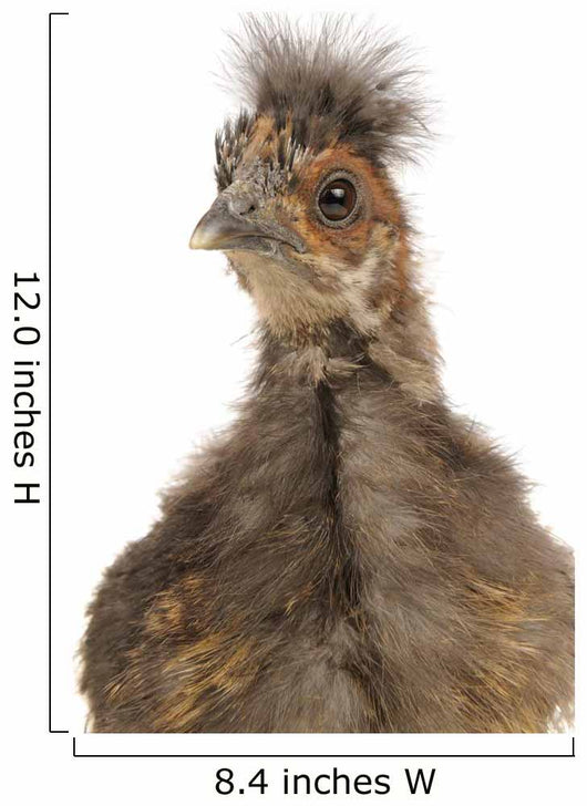 Cute Chinese Silkie Baby