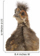 Cute Chinese Silkie Baby