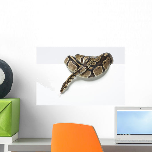 Ball Python in the Studio Wall Decal