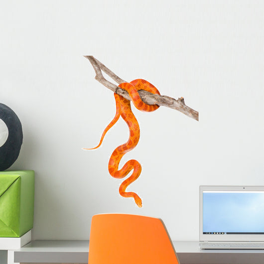 Creamsicle Corn Snake Dry