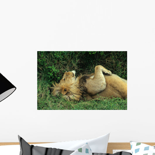 LION AU REPOS Wall Mural