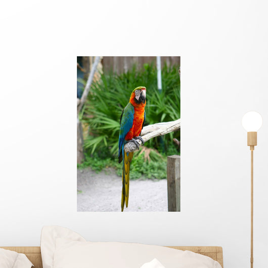 Image Colorful Parrot