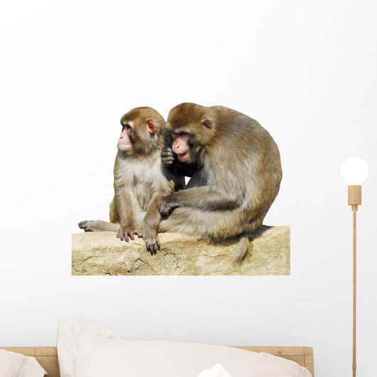Detourage Macaques Du Japon