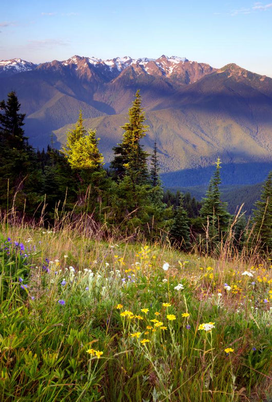 Wildflowers Cover Hillside Olympic Wall Mural