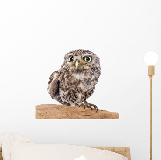 Little Owl Wall Decal
