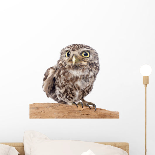 Little Owl Wall Decal