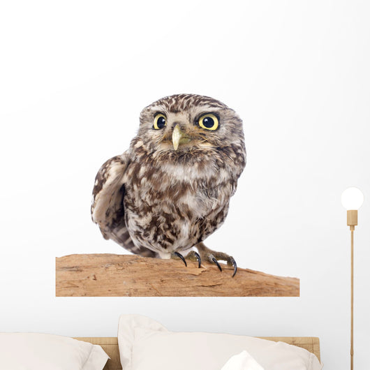 Little Owl Wall Decal