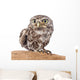 Little Owl Wall Decal