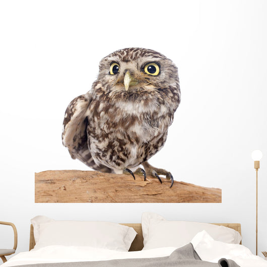 Little Owl Wall Decal