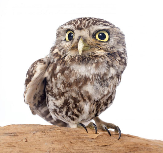 Little Owl Wall Decal