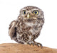 Little Owl Wall Decal
