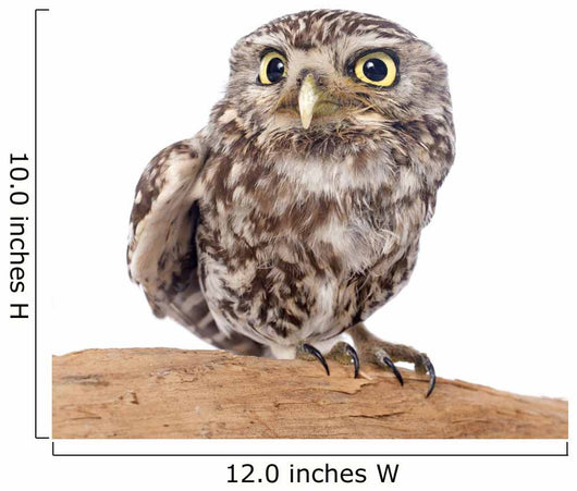 Little Owl Wall Decal