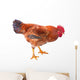 Red Rooster