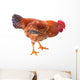 Red Rooster