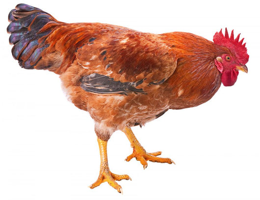 Red Rooster