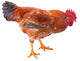 Red Rooster