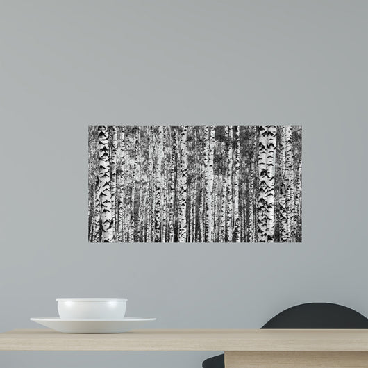 Trunks Birch Trees Black