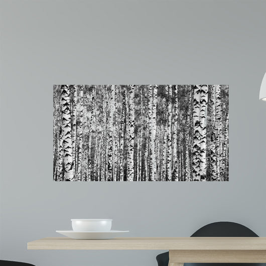 Trunks Birch Trees Black