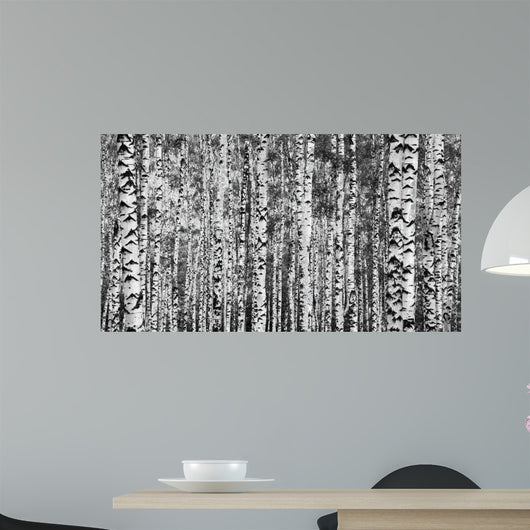 Trunks Birch Trees Black