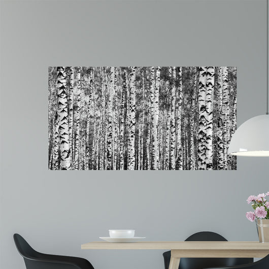 Trunks Birch Trees Black