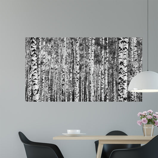 Trunks Birch Trees Black