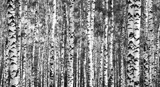 Trunks Birch Trees Black