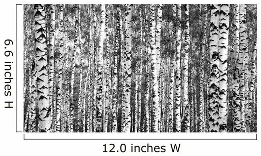Trunks Birch Trees Black