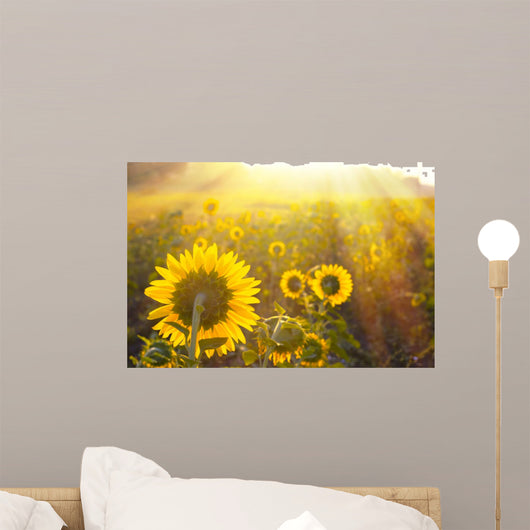 Sunflower Field