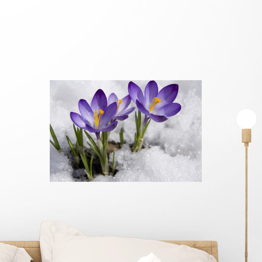 Crocuses Snow