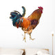 Rooster with Spurs