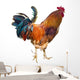 Rooster with Spurs