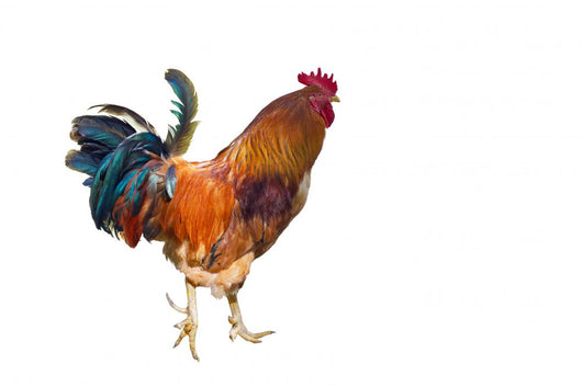 Rooster with Spurs