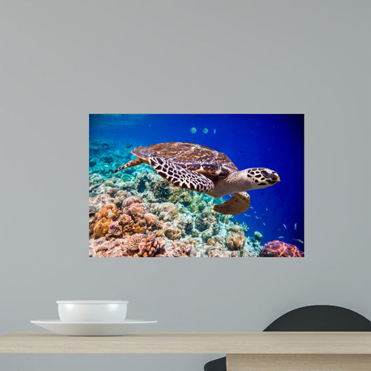 Hawksbill Turtle Eretmochelys Imbricata