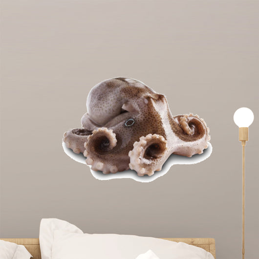 Small Octopus White
