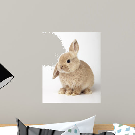 Baby Orange Rabbit White