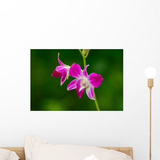 Beautiful Purple Orchid
