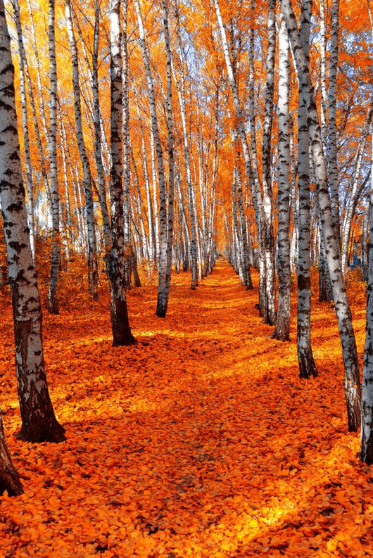Autumn birch Wall Mural