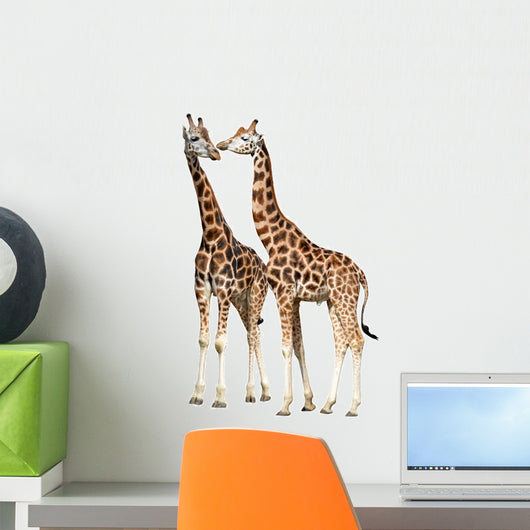 Giraffes White
