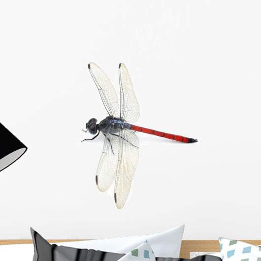 Dragonfly Red White