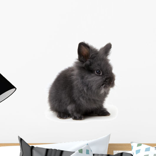 Osterhase Easter Bunny