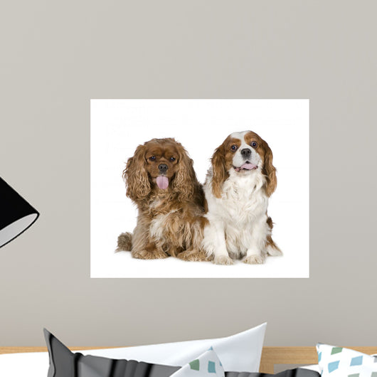 Cavalier King Charles Spaniel 8 Years Wall Decal