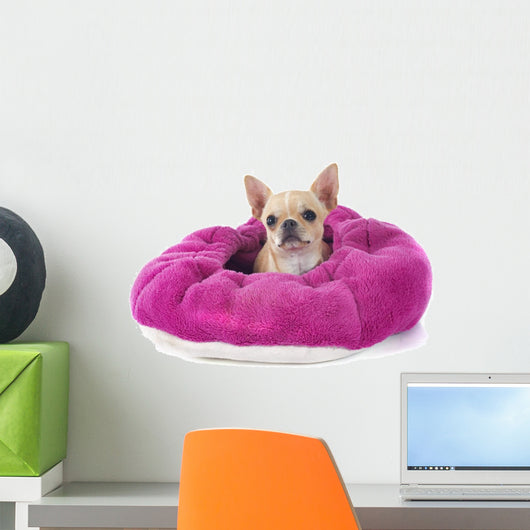 Pampered Chihuahua Puppy Wall Decal