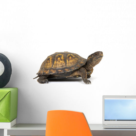 Box turtle on a white background Wall Decal